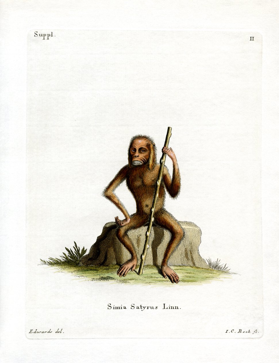 Orang-Outang (kolorowy grawer) autorstwa German School