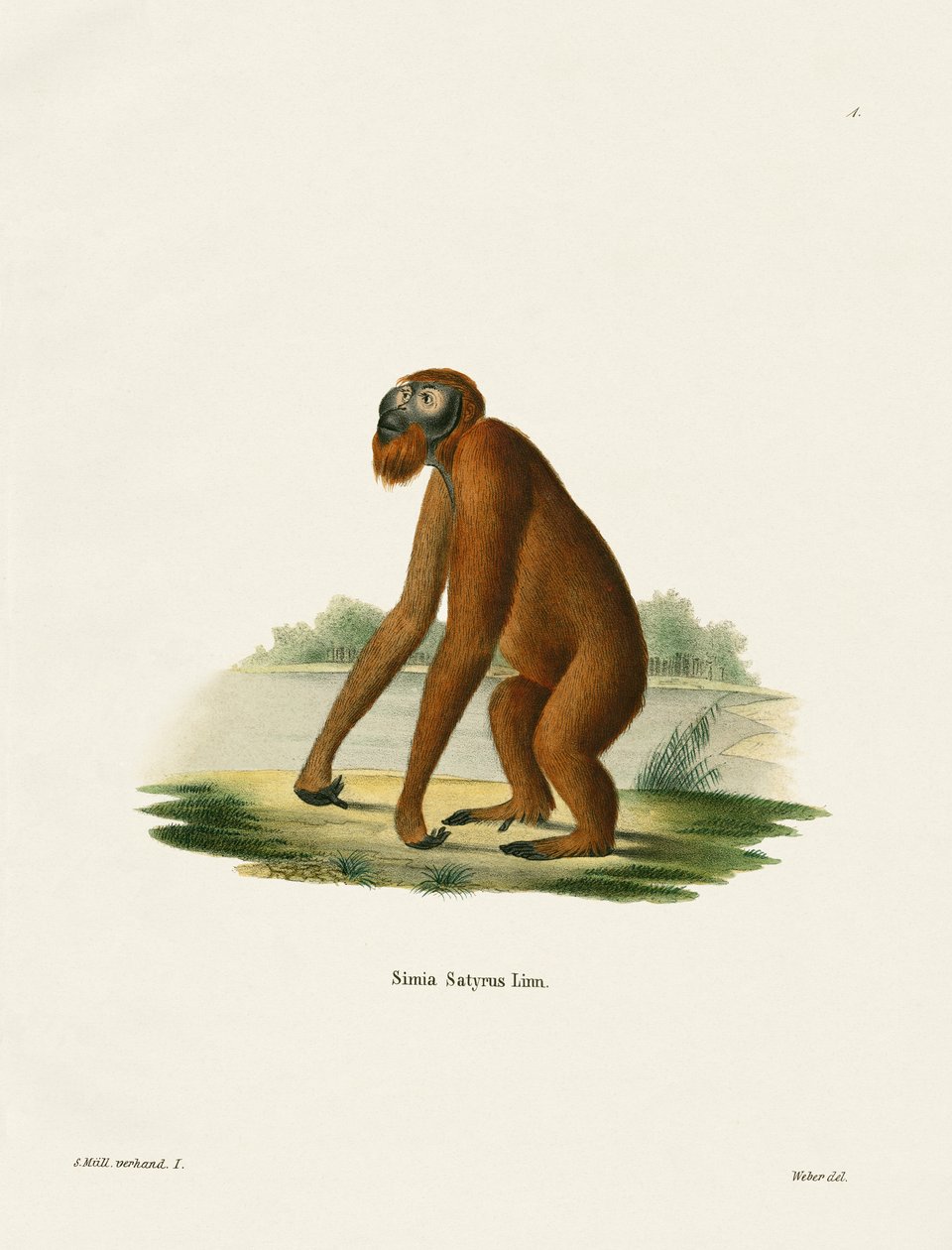 Orang-Outang (kolorowy grawer) autorstwa German School