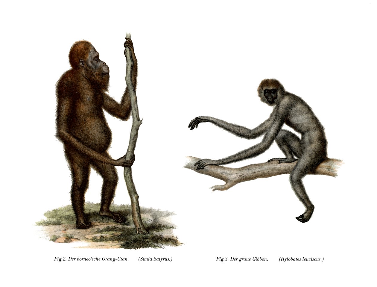 Orangutan, 1860 autorstwa German School