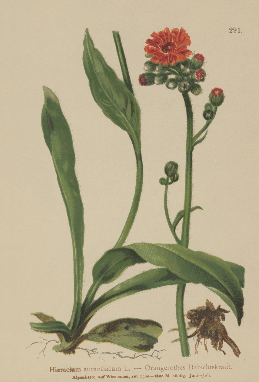Jastrząb pomarańczowy (Hieracium aurantiacum, Hieracium brunneocroceum, Pilosella aurantiaca) autorstwa German School