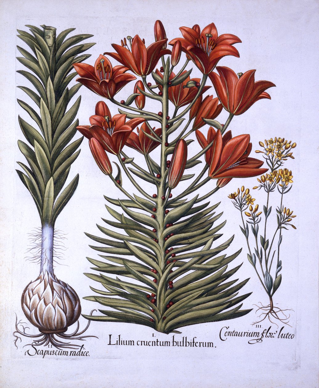 Lilia pomarańczowa z cebulkami i cebulkami, późno kwitnąca Blackstoria, z Hortus Eystettensis, Basil Besler (1561-1629), wyd. 1613 (grawerowanie ręcznie kolorowane) autorstwa German School