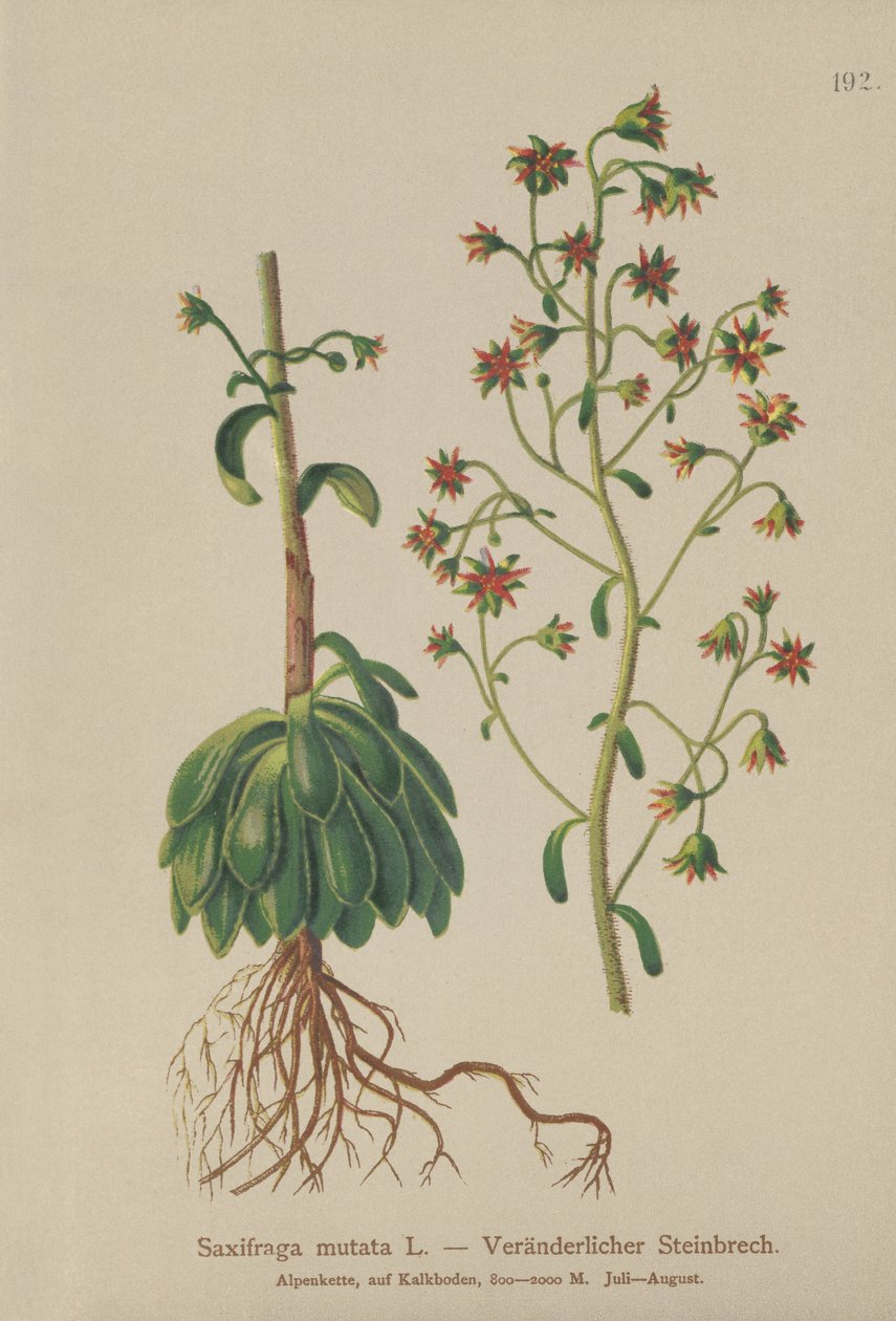 Skalnica pomarańczowa (Saxifraga mutata) autorstwa German School