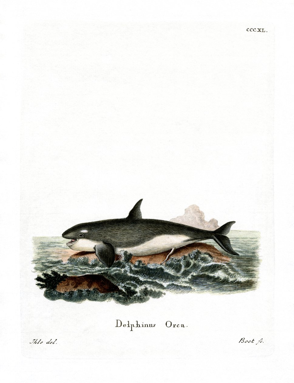 Orca (kolorowy grawer) autorstwa German School
