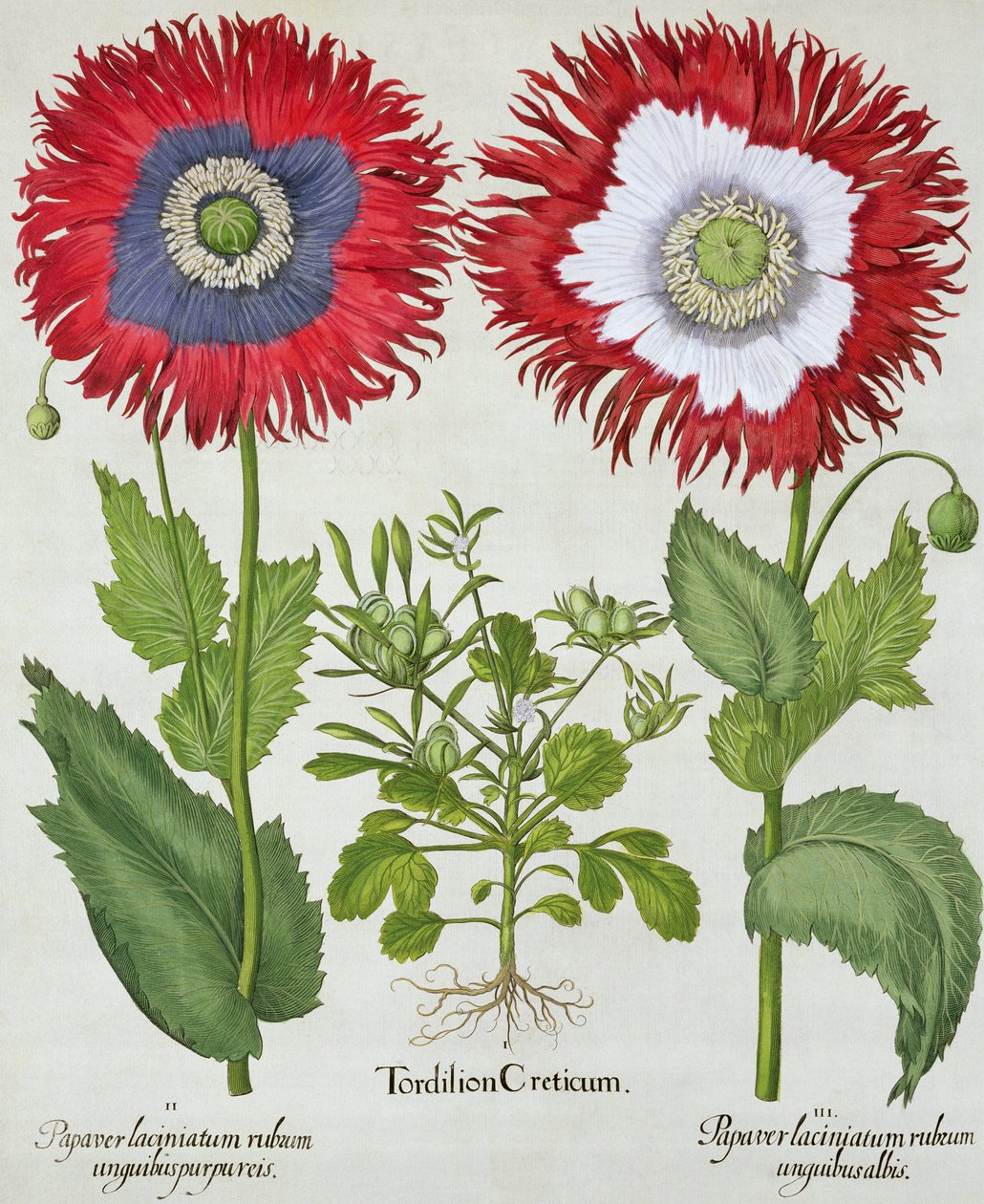 Maki ozdobne, z Hortus Eystettensis Basila Beslera (1561-1629), wyd. 1613 autorstwa German School