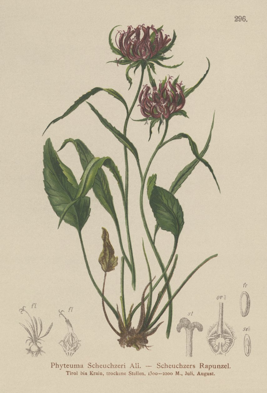 Oksford Ramion (Phyteuma Scheuchzeri) autorstwa German School