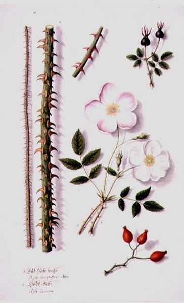 PD.98-1973f.14 Biała róża polna (Rosa silvestris alba) i dzika róża (Rosa canina) c.1820 (akwarela i gwasz) autorstwa German School