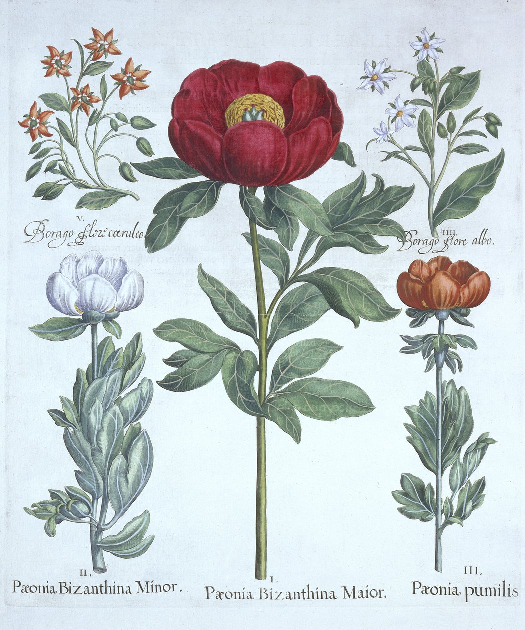 Paeonies i Borage, z Hortus Eystettensis, Basil Besler (1561-1629), wyd. 1613 (grawerowanie ręcznie kolorowane) autorstwa German School