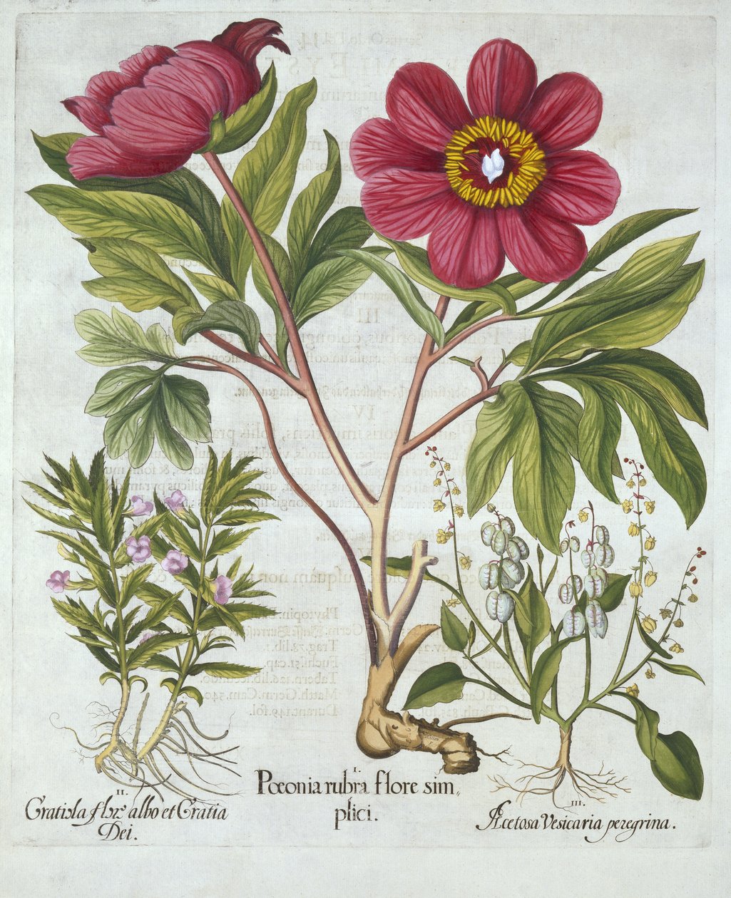 Paeony, Hedge Hyzop i Sheeps Sorrel, z Hortus Eystettensis, Basil Besler (1561-1629), wyd. 1613 (grawerowanie ręcznie kolorowane) autorstwa German School