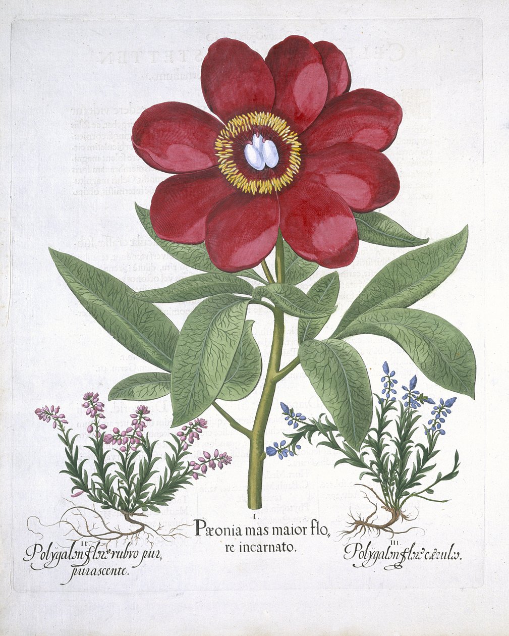 Paeony i dwa Polygalony, z Hortus Eystettensis, Basil Besler (1561-1629) wyd. 1613 (ręcznie kolorowane grawerowanie) autorstwa German School