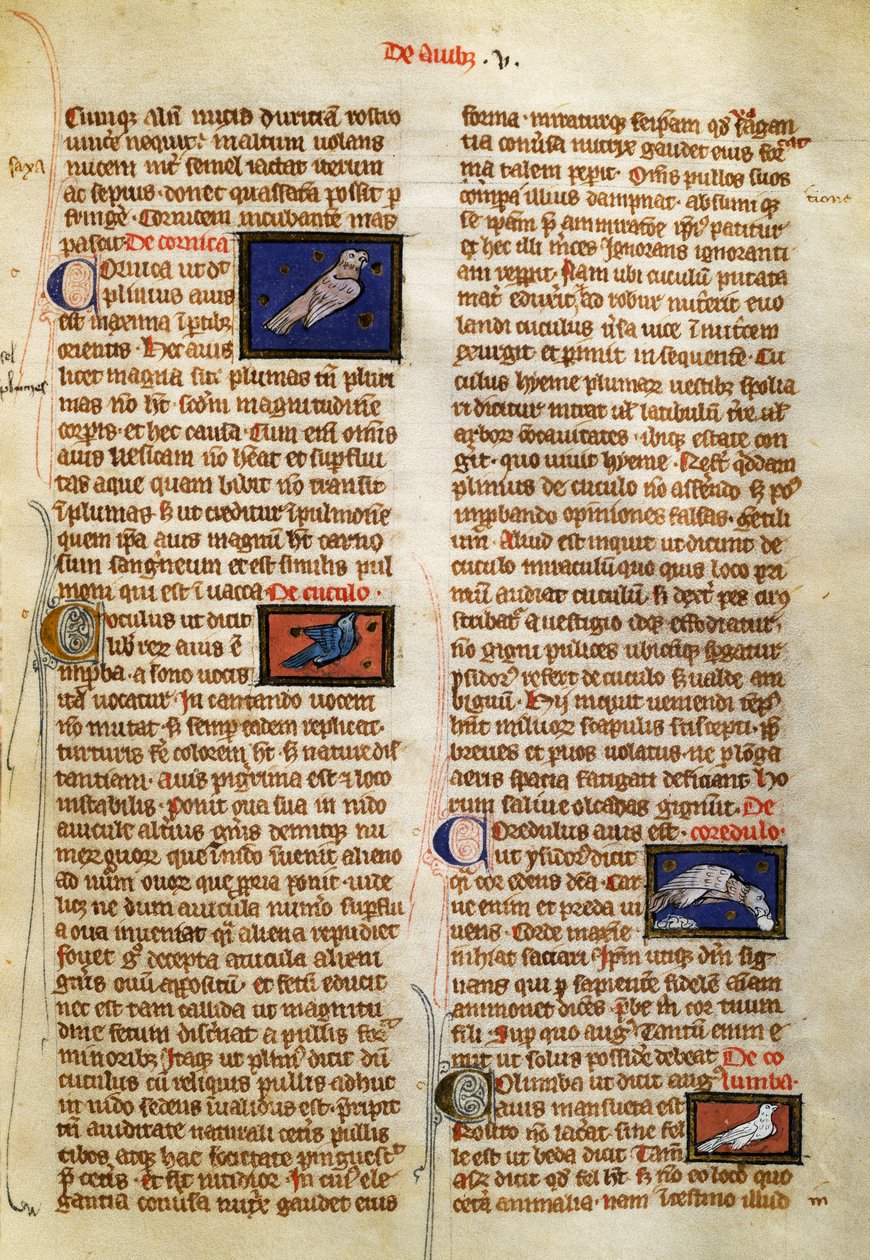 Strona z De Natura Rerum o ptakach, Albertus Magnus (około 1200-1280) autorstwa German School