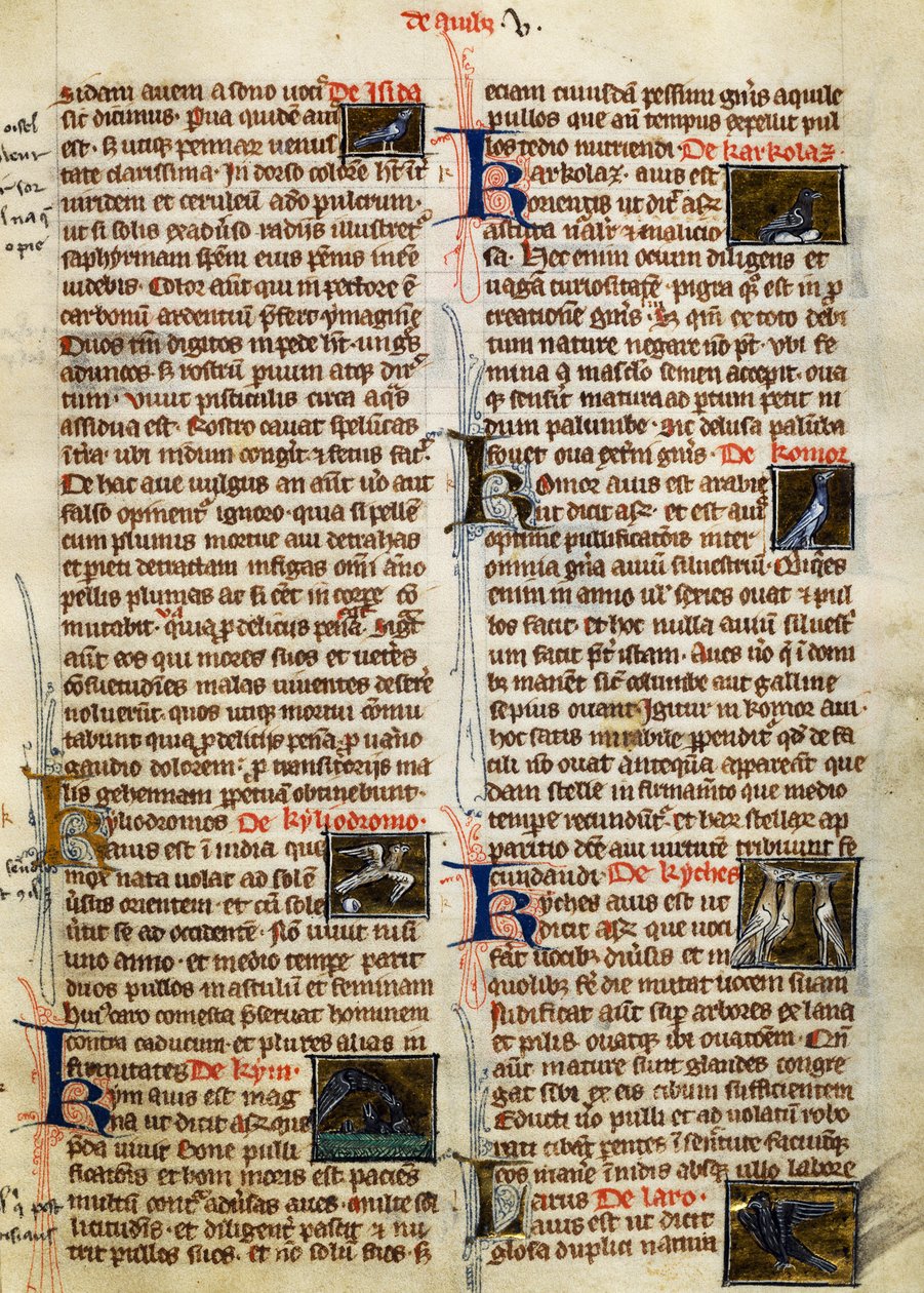 Strona z De Natura Rerum o ptakach, Albertus Magnus (około 1200-1280) autorstwa German School