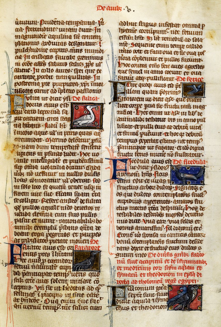 Strona z De Natura Rerum o ptakach, Albertus Magnus (około 1200-1280) autorstwa German School