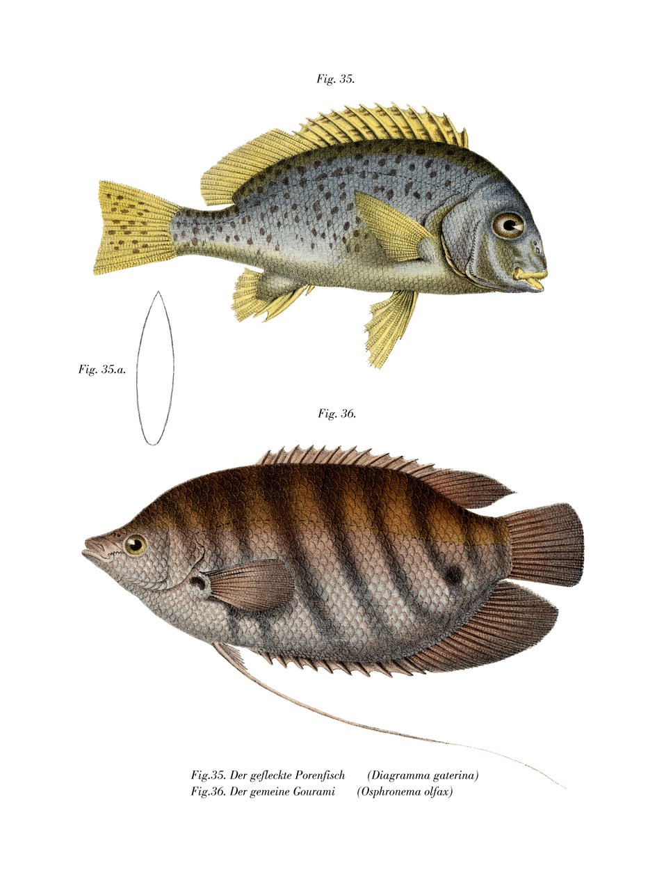 Malowane Sweetlips (kolor lito) autorstwa German School