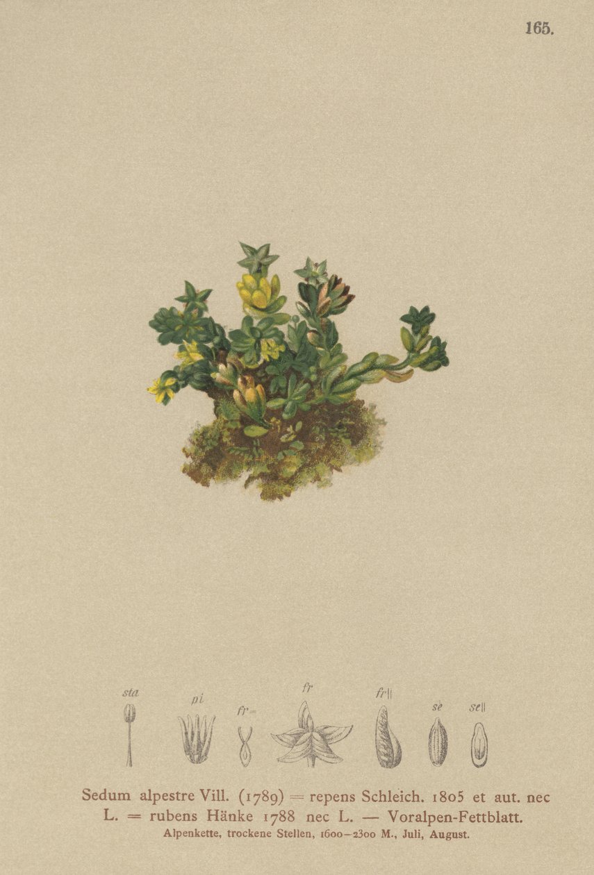 Rozchodnik blady (Sedum alpestre, Sedum repens, Sedum rubens) autorstwa German School