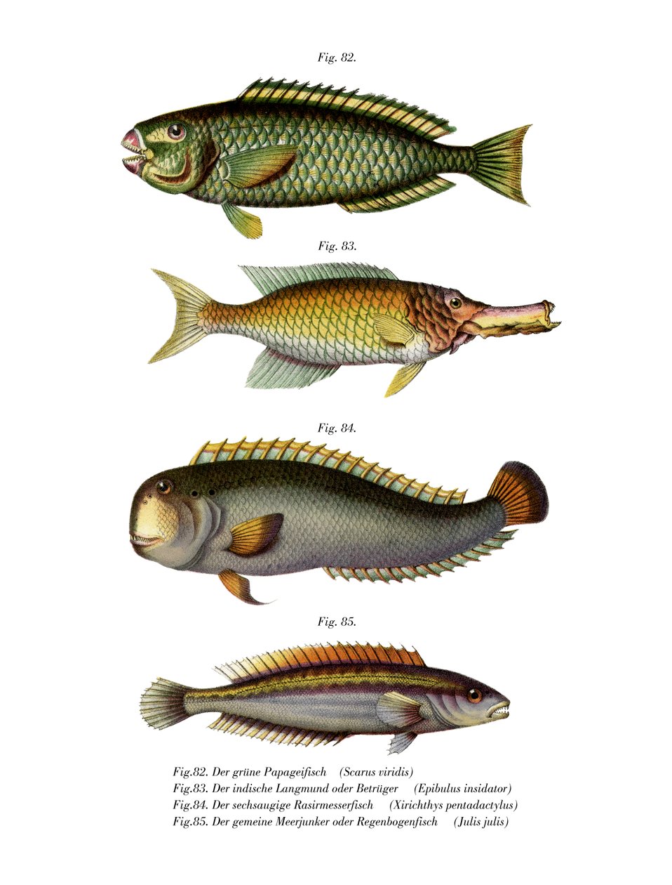 Polychic partfish (czarny lito) autorstwa German School