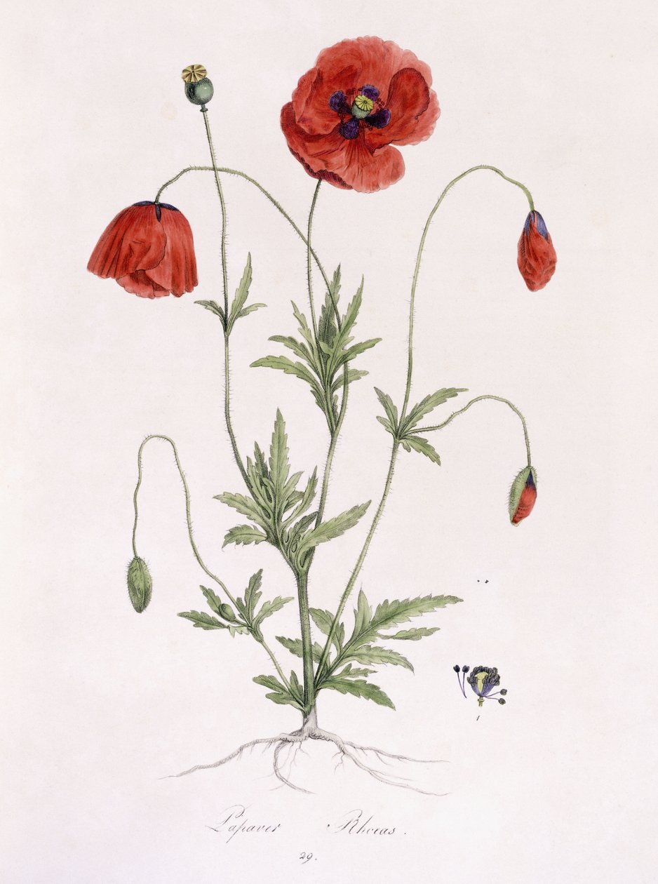 Papaver Rhoeas autorstwa German School