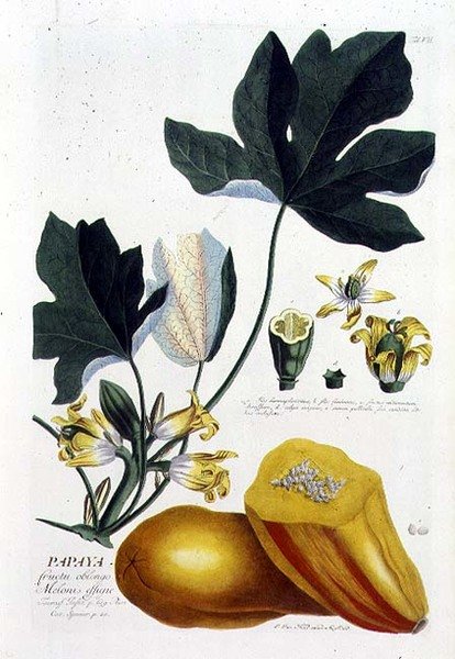 Papaja, rytowana przez Johanna Jakoba Haida (1704-67) tablica 7 z księgi botanicznej, wyd. Augustus Vind (kolorowy grawerunek) autorstwa German School