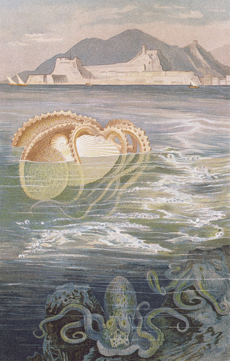 Paper Nautilus, płyta z Brehm