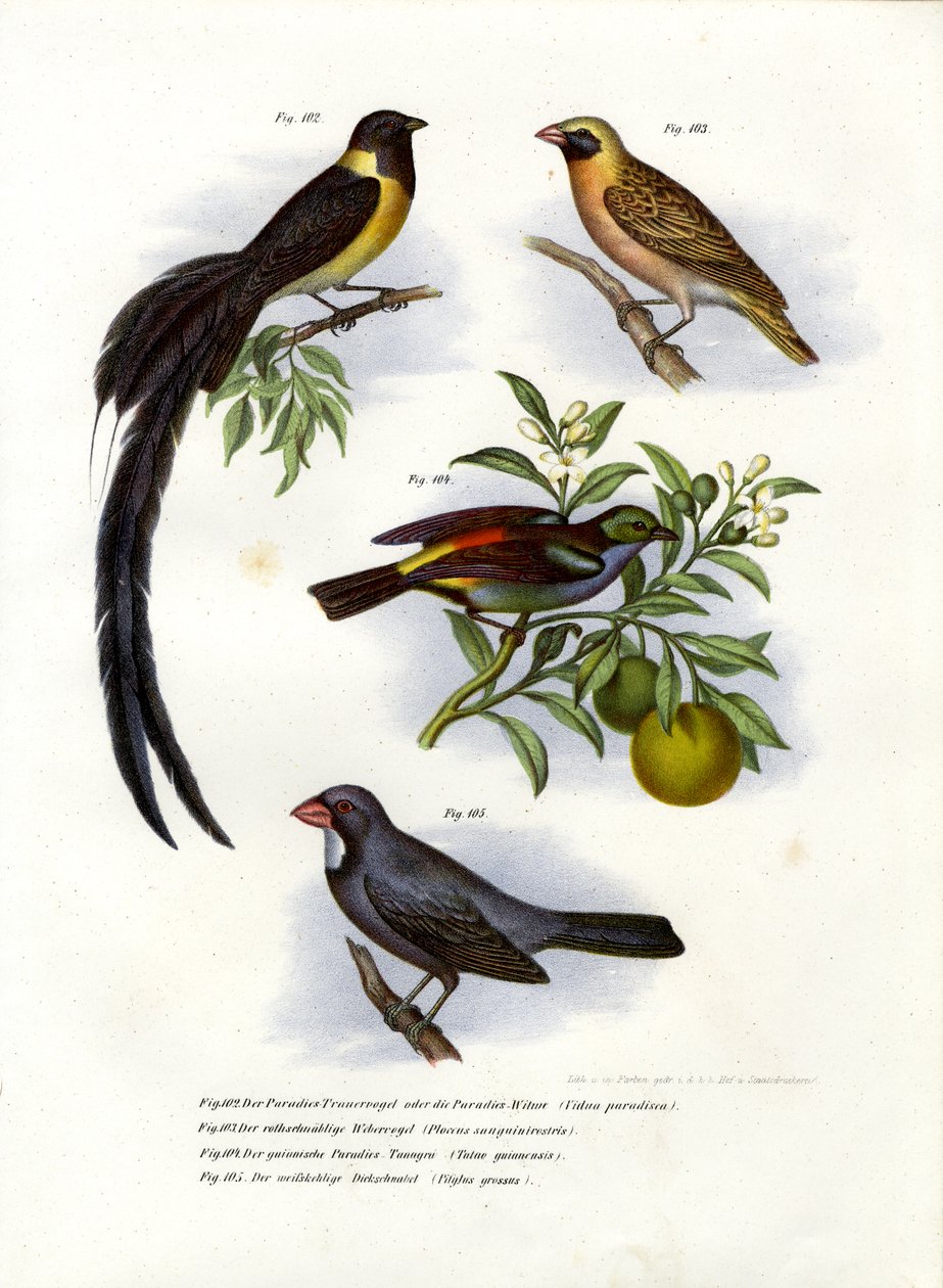 Raj „Whydah”, 1864 autorstwa German School