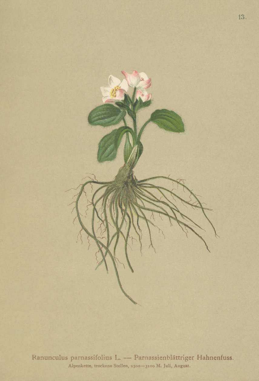Bażyna czarna (Ranunculus parnassifolius) autorstwa German School