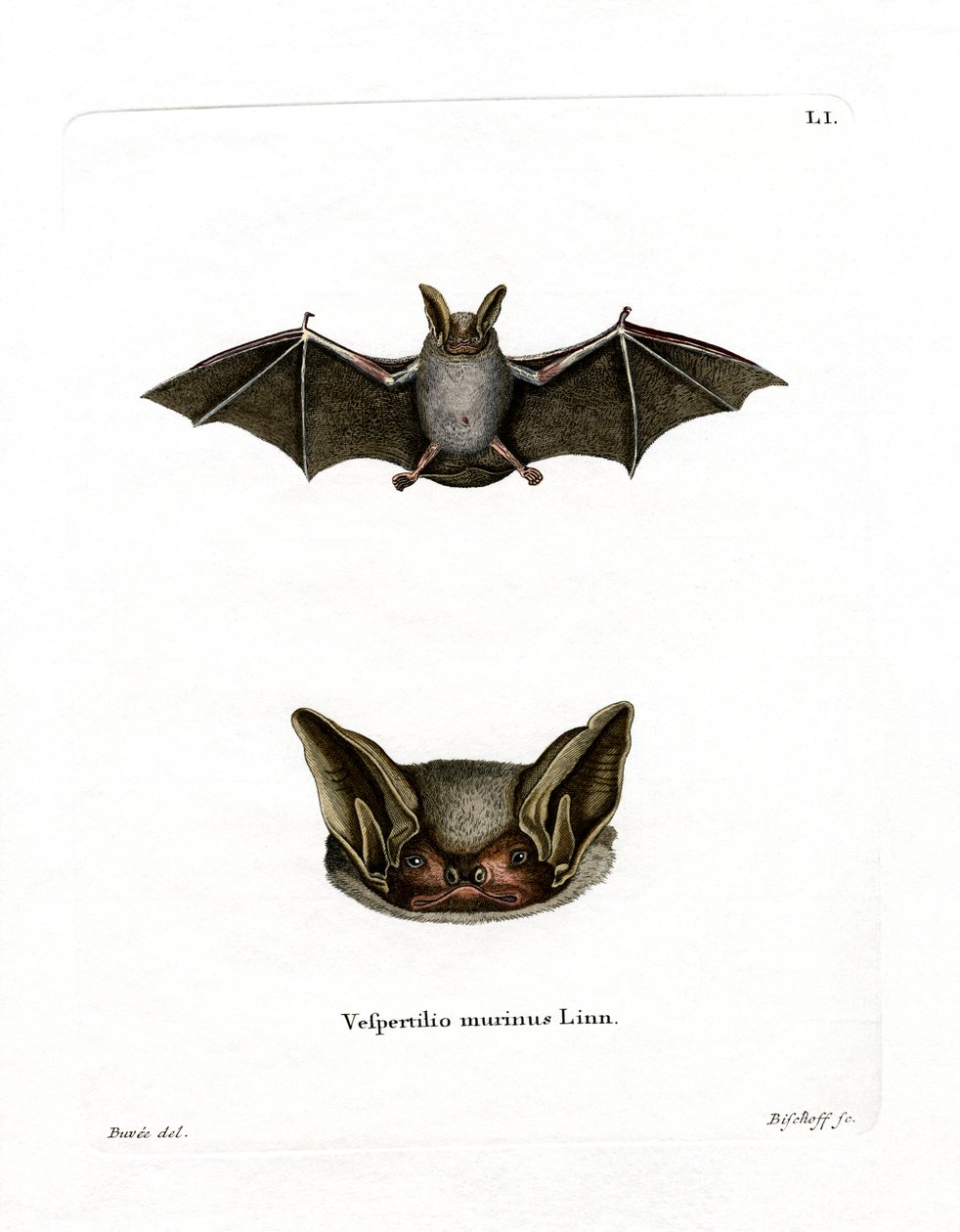 Particoloured Bat (kolorowy grawerunek) autorstwa German School