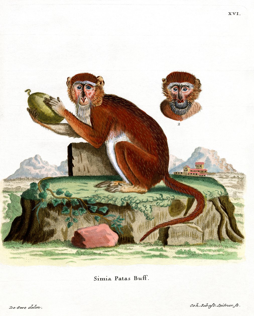 Pata Monkey (kolorowy grawerunek) autorstwa German School