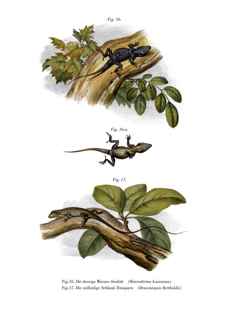 Anole brzoskwiniowy (kolor lito) autorstwa German School