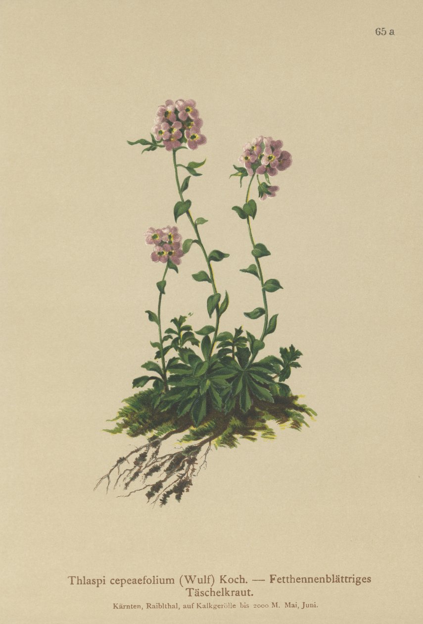 rzeżucha (Thlaspi cepaefolium) autorstwa German School