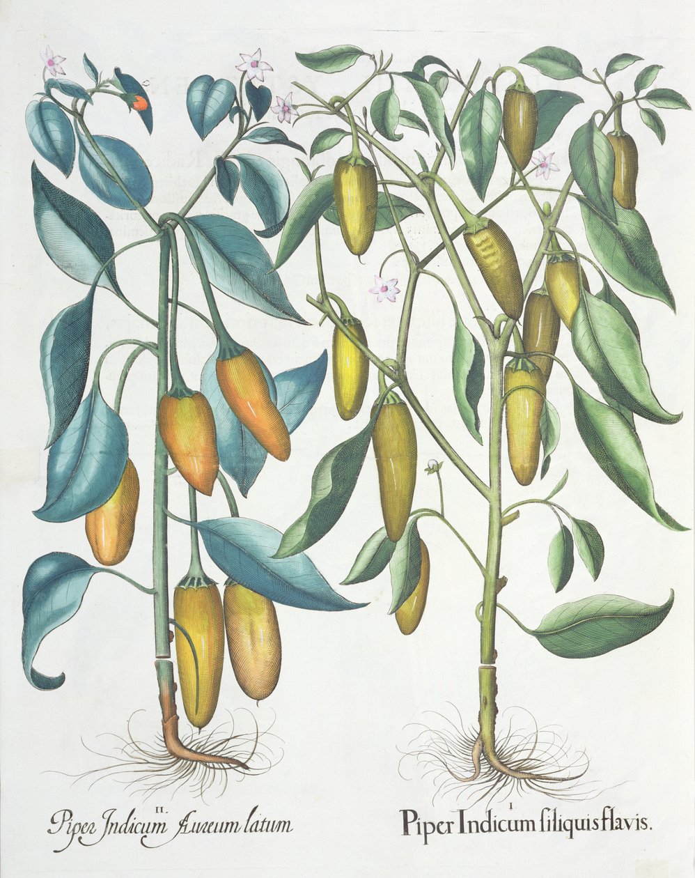 Papryka: 1.Piper żółta indyjska 2.Piper Indicum aureum latum, z Hortus Eystettensis Basila Beslera (1561-1629), wyd. 1613 autorstwa German School