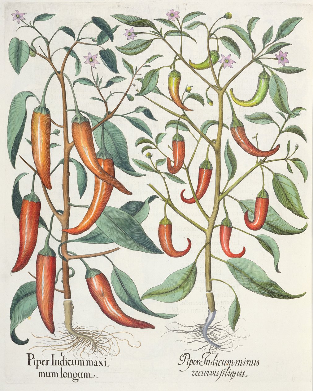 Papryka: 1.Piper Indicum longum; 2.Piper Indicum minus recurvis filiquis, z Hortus Eystettensis Basila Beslera (1561-1629), wyd. 1613 autorstwa German School