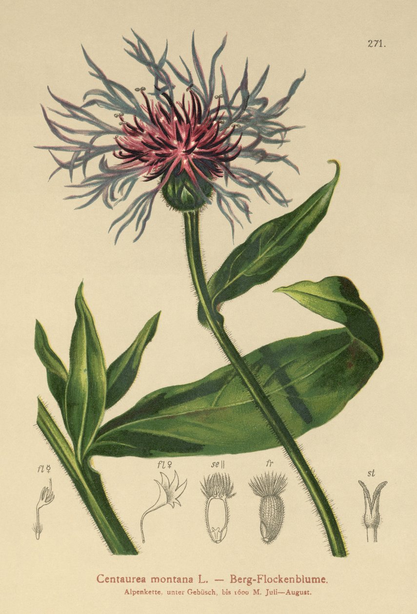Wieloletni bławatek (Centaurea montana) autorstwa German School