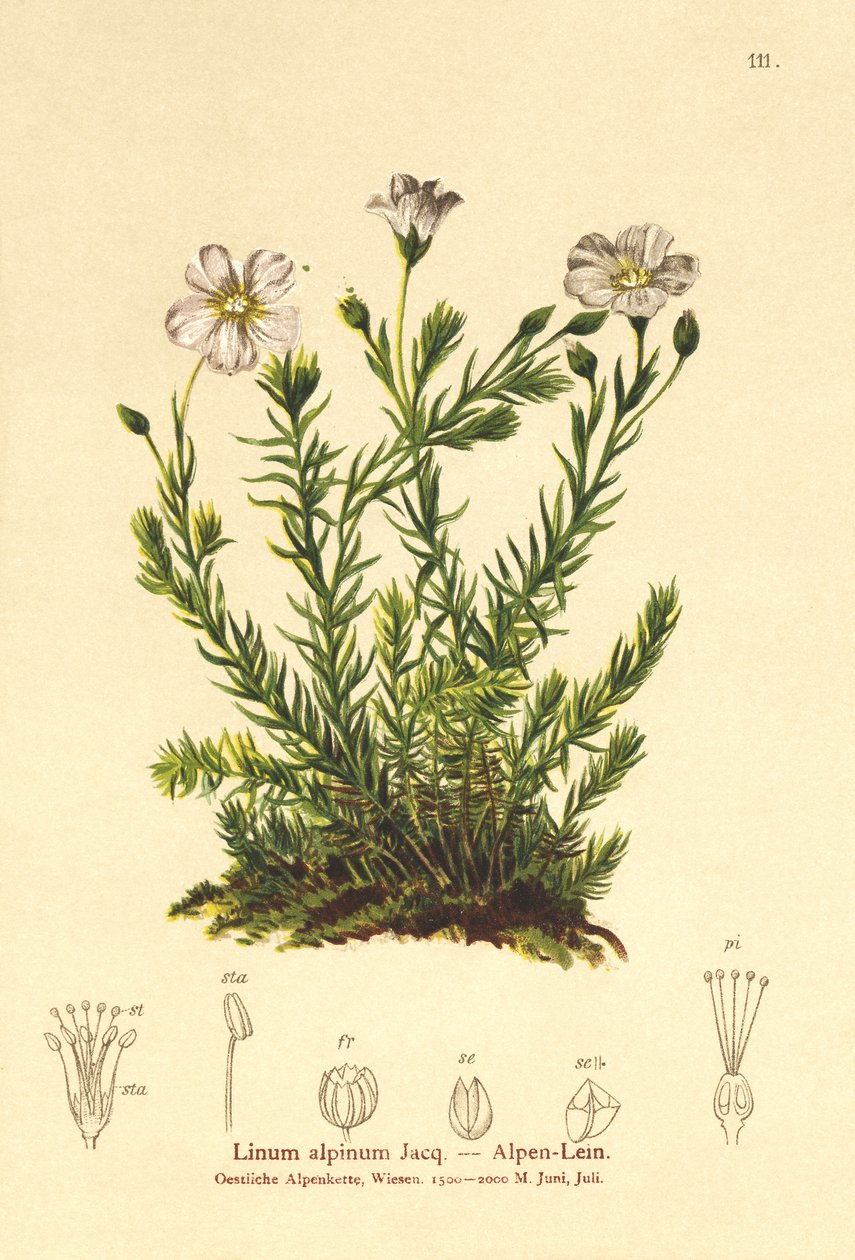 Len wieloletni (Alpenum, Linum perenne) autorstwa German School