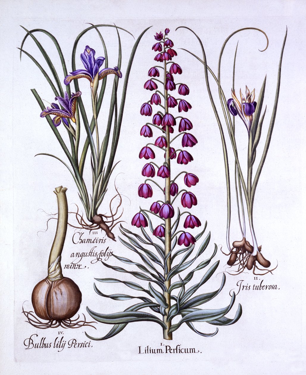 Perska Lilia i Irysy, z Hortus Eystettensis, Basil Besler (1561-1629), wyd. 1613 (grawerowanie ręcznie kolorowane) autorstwa German School