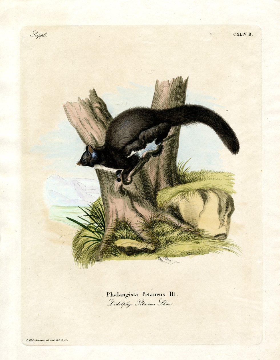 Opos Petaurine (kolorowy grawerunek) autorstwa German School