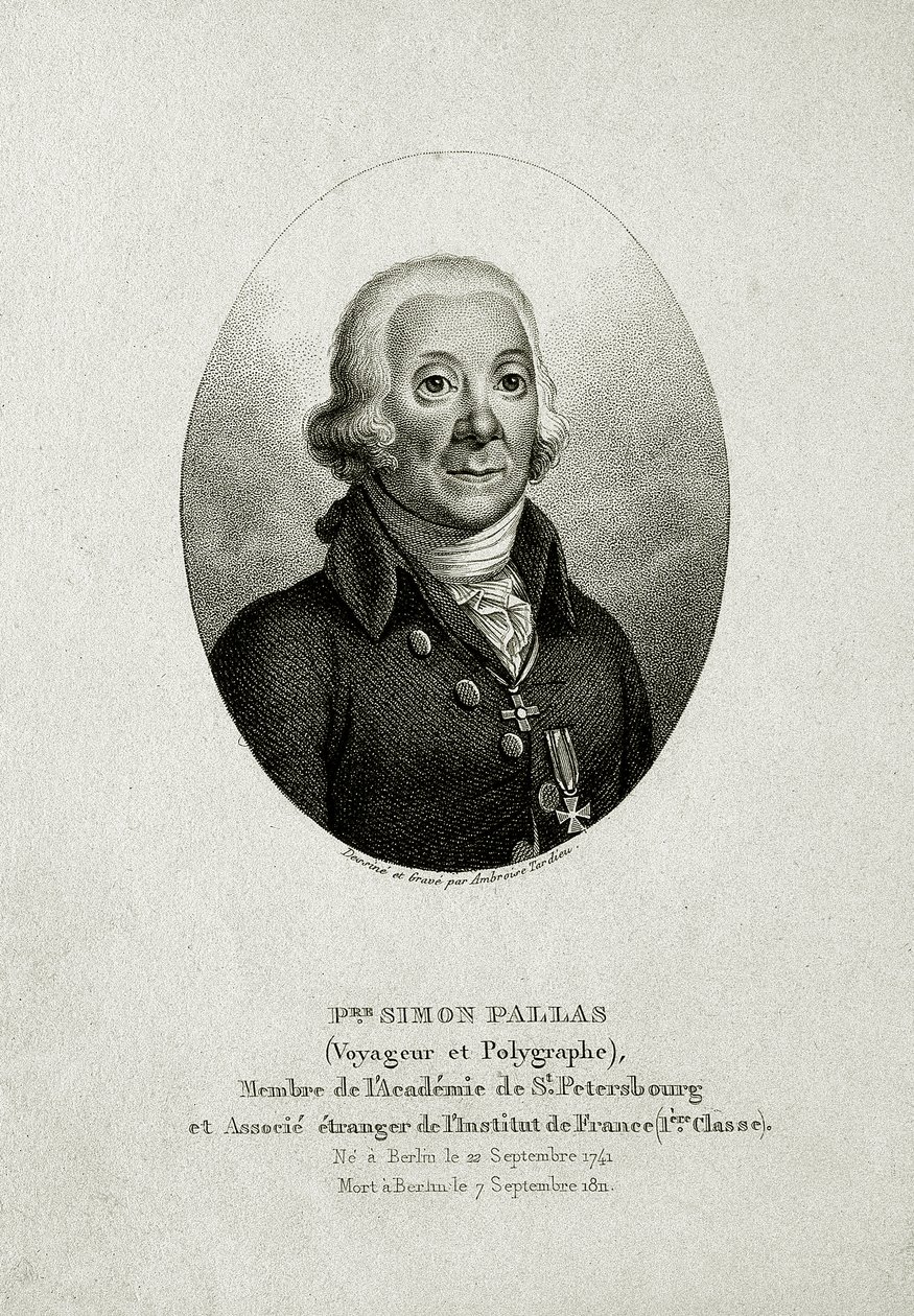Peter Simon Pallas. (1741–1811) (grawerowanie linii) autorstwa German School