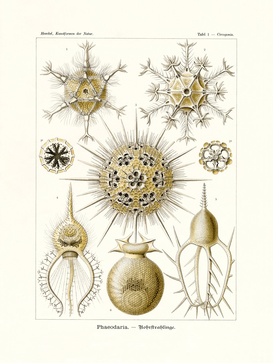 Phaeodaria, 1899-1904 autorstwa German School