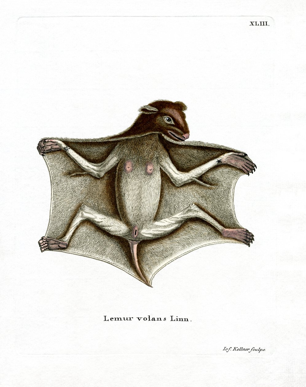 Filipiński latający lemur (kolorowy grawerunek) autorstwa German School