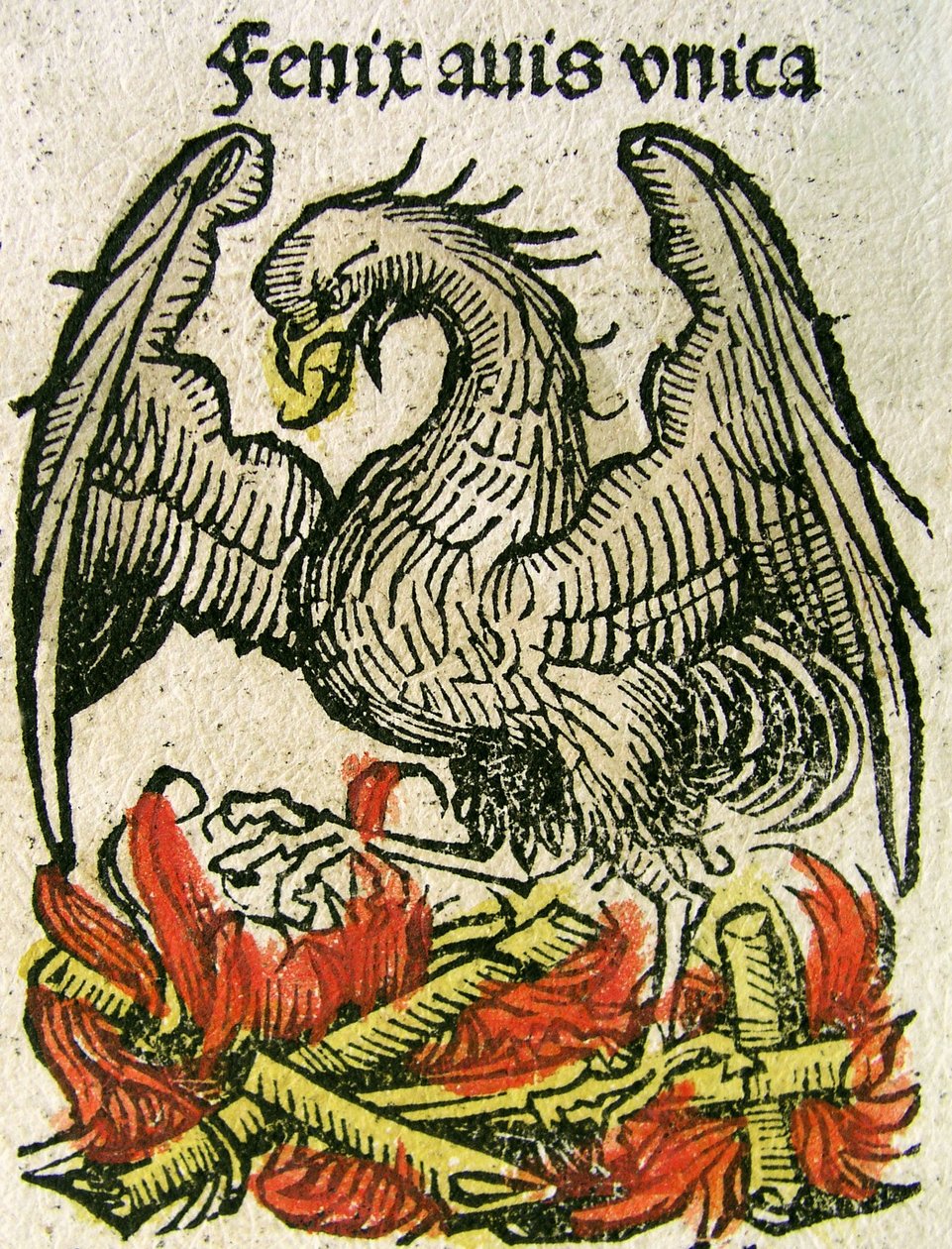 Feniks opublikowany w Kronice Norymberskiej, 1493 autorstwa German School