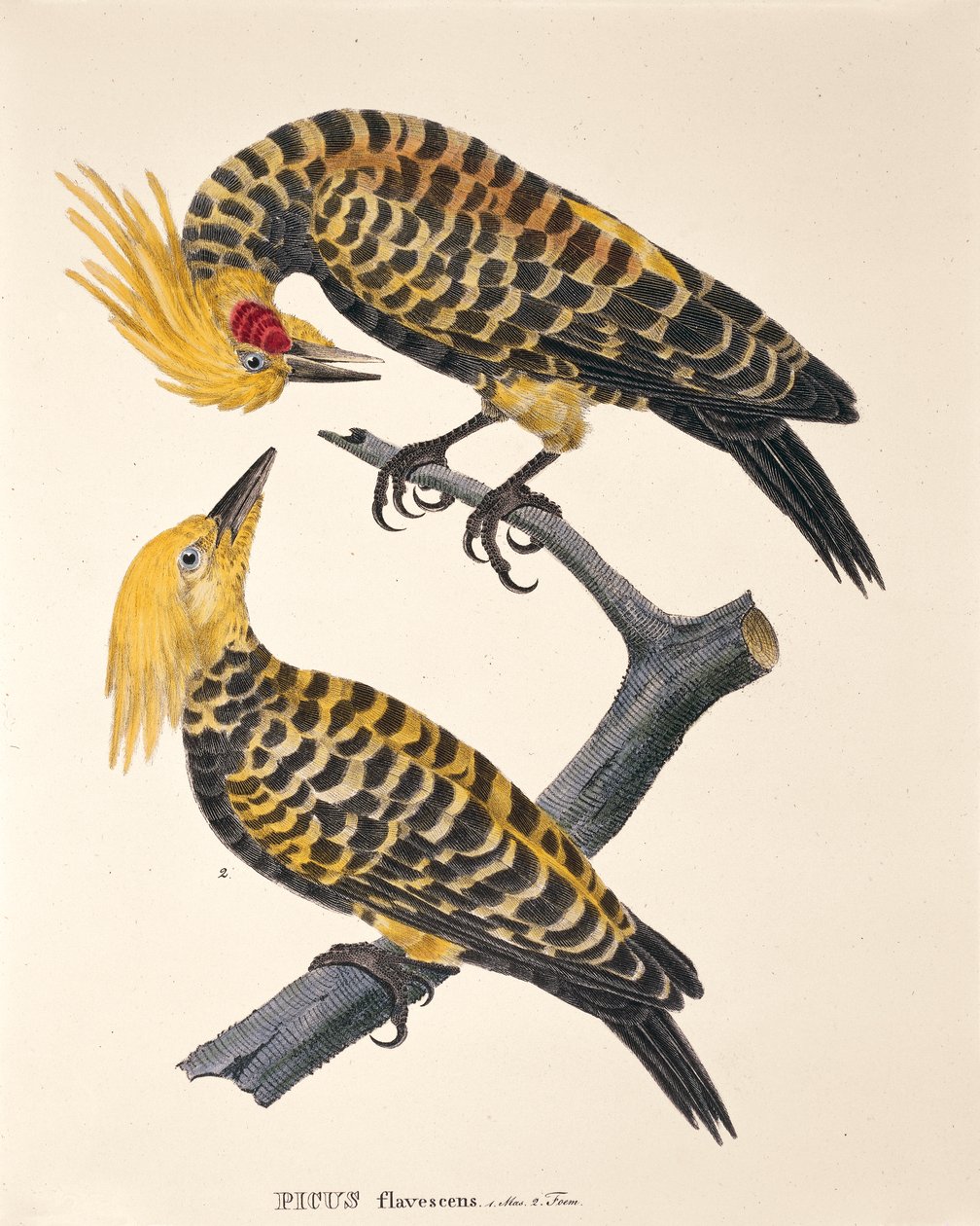 Picus Flavescens, z „Ptasich gatunków nowych w Brazylii” Johanna Baptist Von Spix i Carla Friedricha Von Martiusa autorstwa German School