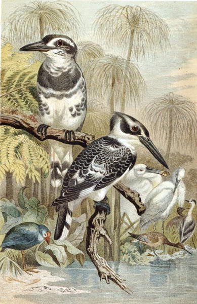 Pied Kingfisher, płyta z "Brehms Tierleben: Allgemeine Kunde des Tierreichs", vol.5, s.60, wyd. Bibliographisches Institut autorstwa German School