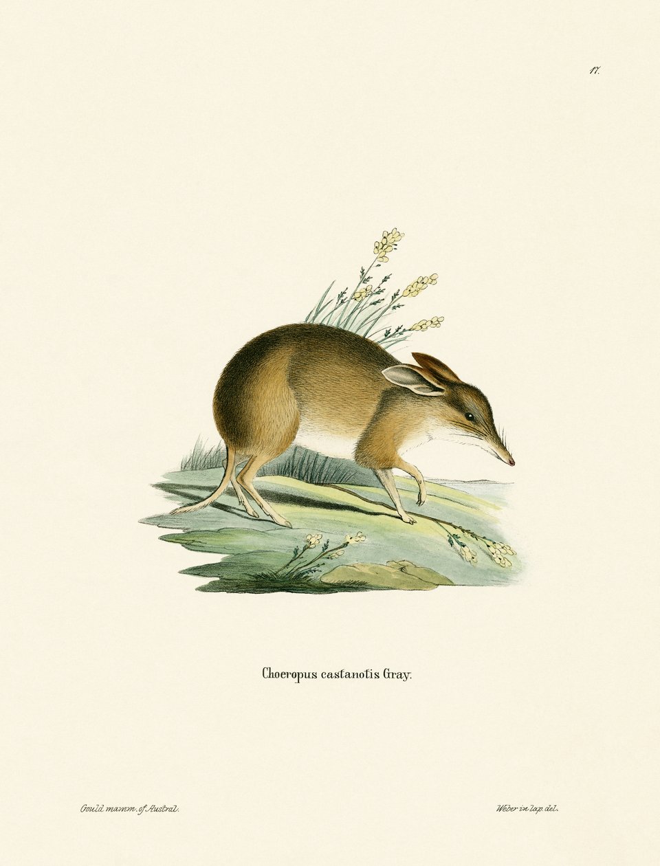 Bandicoot świni (kolorowy grawerunek) autorstwa German School