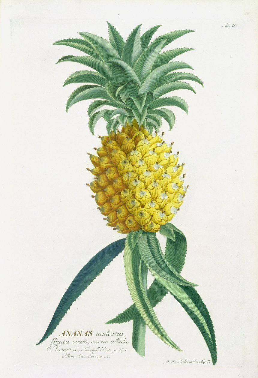 Ananas grawerowany przez Johanna Jakoba Haida (1704-67) autorstwa German School
