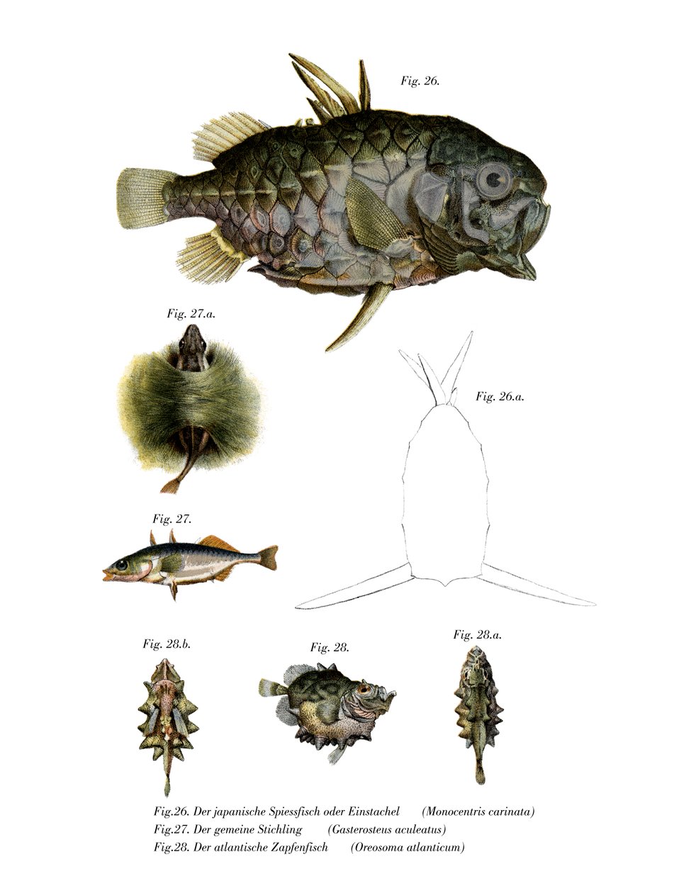 Pineconefish (członkowie kolorowi) autorstwa German School