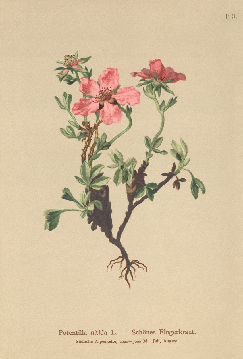 pięciornik różowy (Potentilla nitida) autorstwa German School