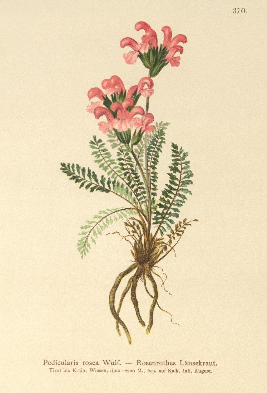 Przylaszczka pospolita (Pedicularis rosea) autorstwa German School