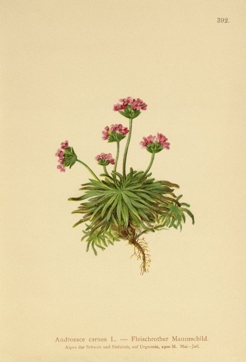 Jaśmin Pink Rock (Androsace carnea) autorstwa German School