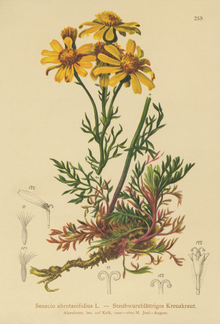 Krostawiec pierzastolistny (Senecio abrotanifolius, Jacobaea abrotanifolia) autorstwa German School