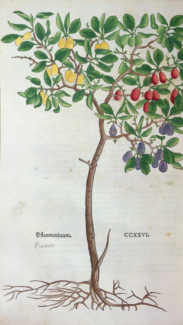 Śliwka, płyta botaniczna z Zielnika Leonharta Fuchsa (1501-66), opublikowana w Bazylei, 1543 autorstwa German School