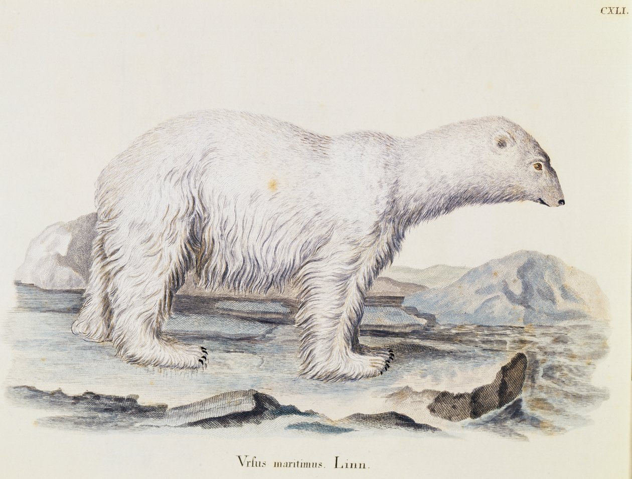 Niedźwiedź polarny (Ursus maritimus), z Mammals ilustrowany z natury z opisami, Johann Christian Daniel von Schreber (1739-1810), rycina IC Bock wg rysunku Marechala, tom 3, tabela 141, Niemcy autorstwa German School