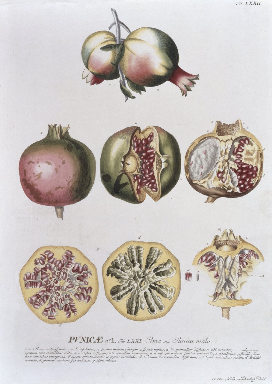 Granat, rytowany przez Johanna Jakoba Haida (1704-67) tablica 72 z księgi botanicznej, wyd. przez Augusta Vind autorstwa German School